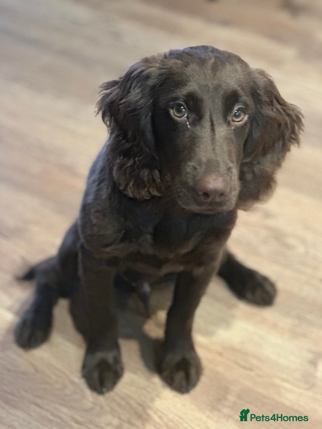Cocker Spaniel dogs for sale: 4 months old working cocker spaniel - Image 3