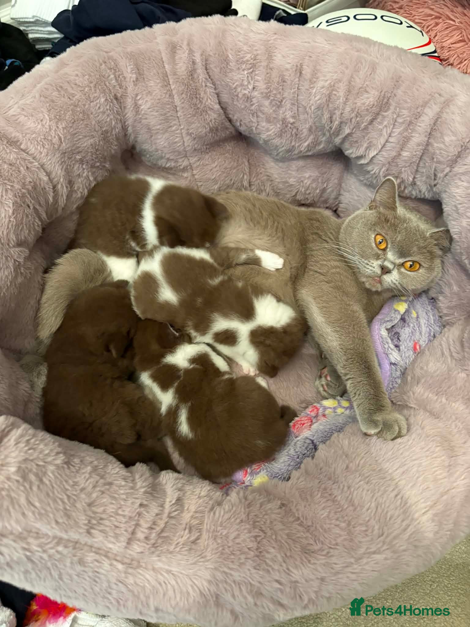 British Shorthair cats Luxury British Short-Choc& Bi-Coloured|07988240877 - Advert 6