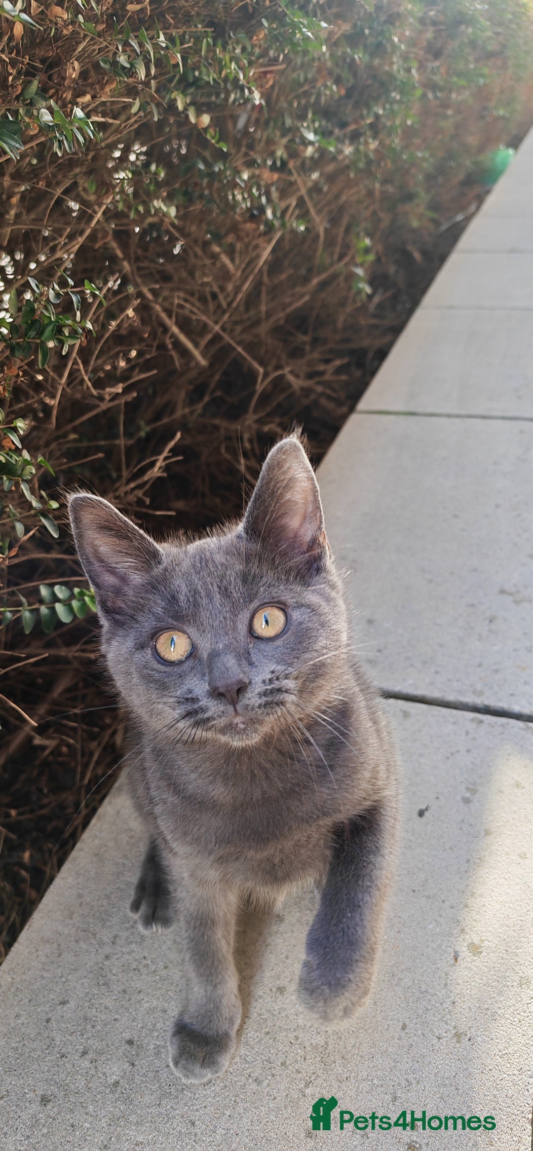 Russian Blue cats for sale:  Russian blue kittens with cute bobtail  - Advert 2