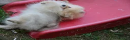 Pomeranian dogs for sale: Bentley – Beautiful Silver-Toned Pomeranian Boy 🐾 - Advert 19