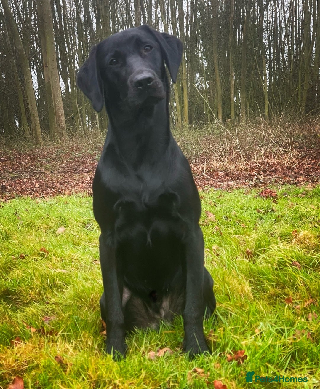 Labrador Retriever dogs for stud: Traditional Working Type Black Labrador Stud - Image 6