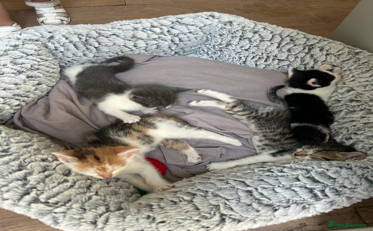 Mixed Breed cats - Advert 2