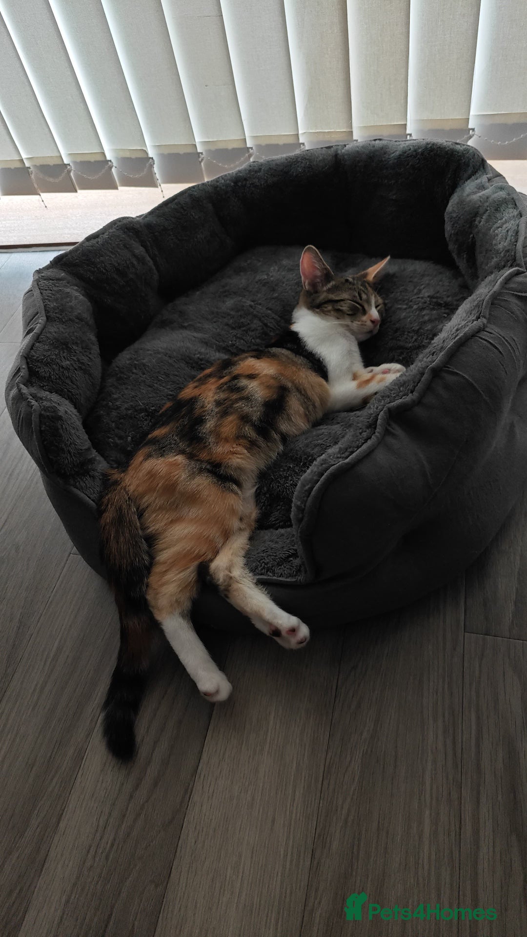 Mixed Breed cats for sale: Fully vaccinated calico female - Image 1