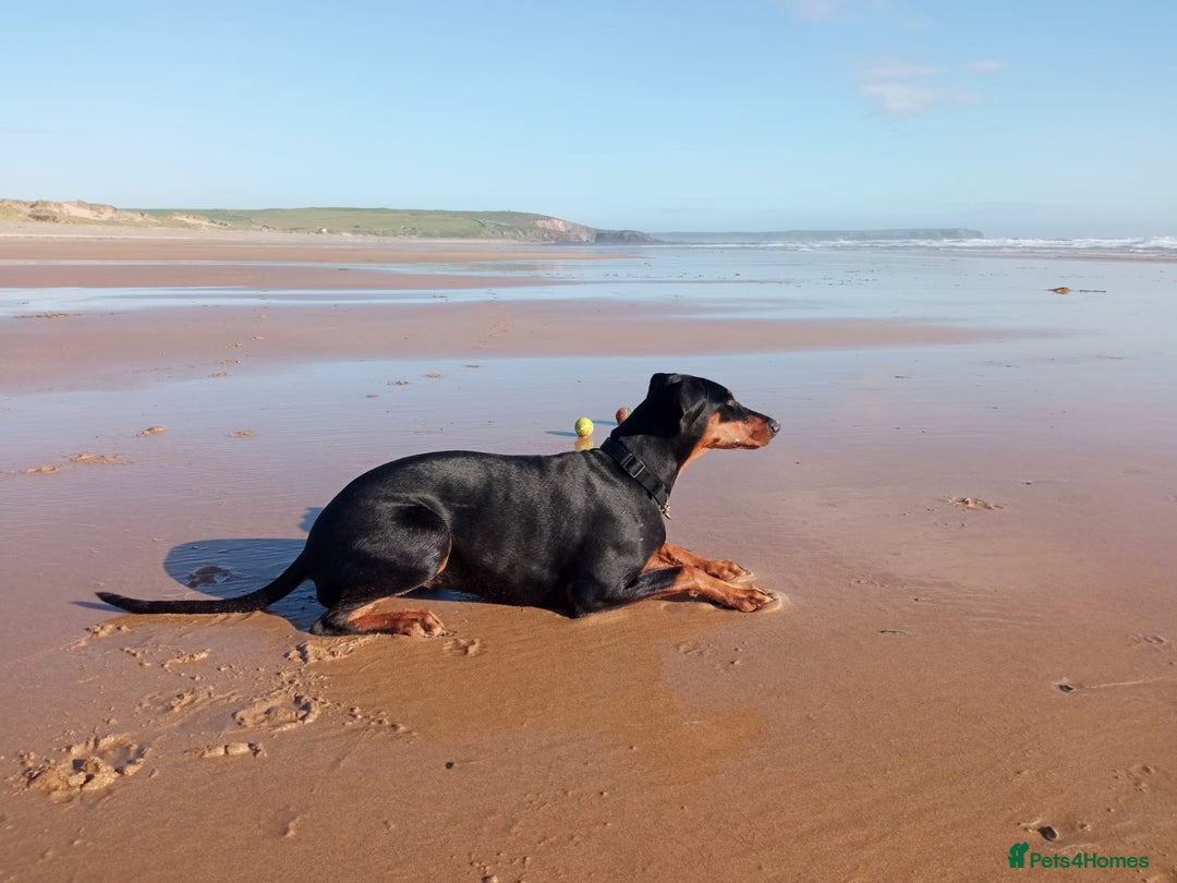 Dobermann dogs for sale: Dobermann puppies - Image 19