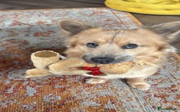 Mixed Breed dogs for stud: Chow Chow x dachshund stud  - Image 3