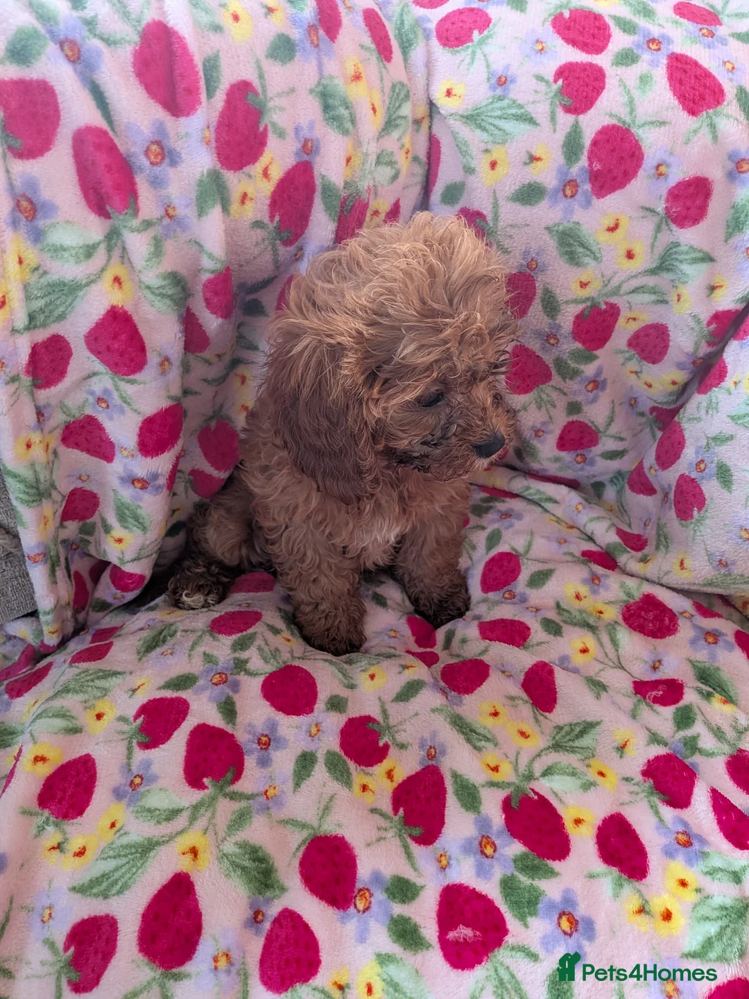 Cavapoo dogs for sale: 🌟 Stunning F1 cavapoo puppies 🌟 - Advert 9