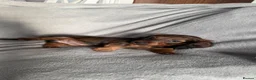 Miniature Dachshund dogs for sale: READY TO LEAVE!!! - Advert 11