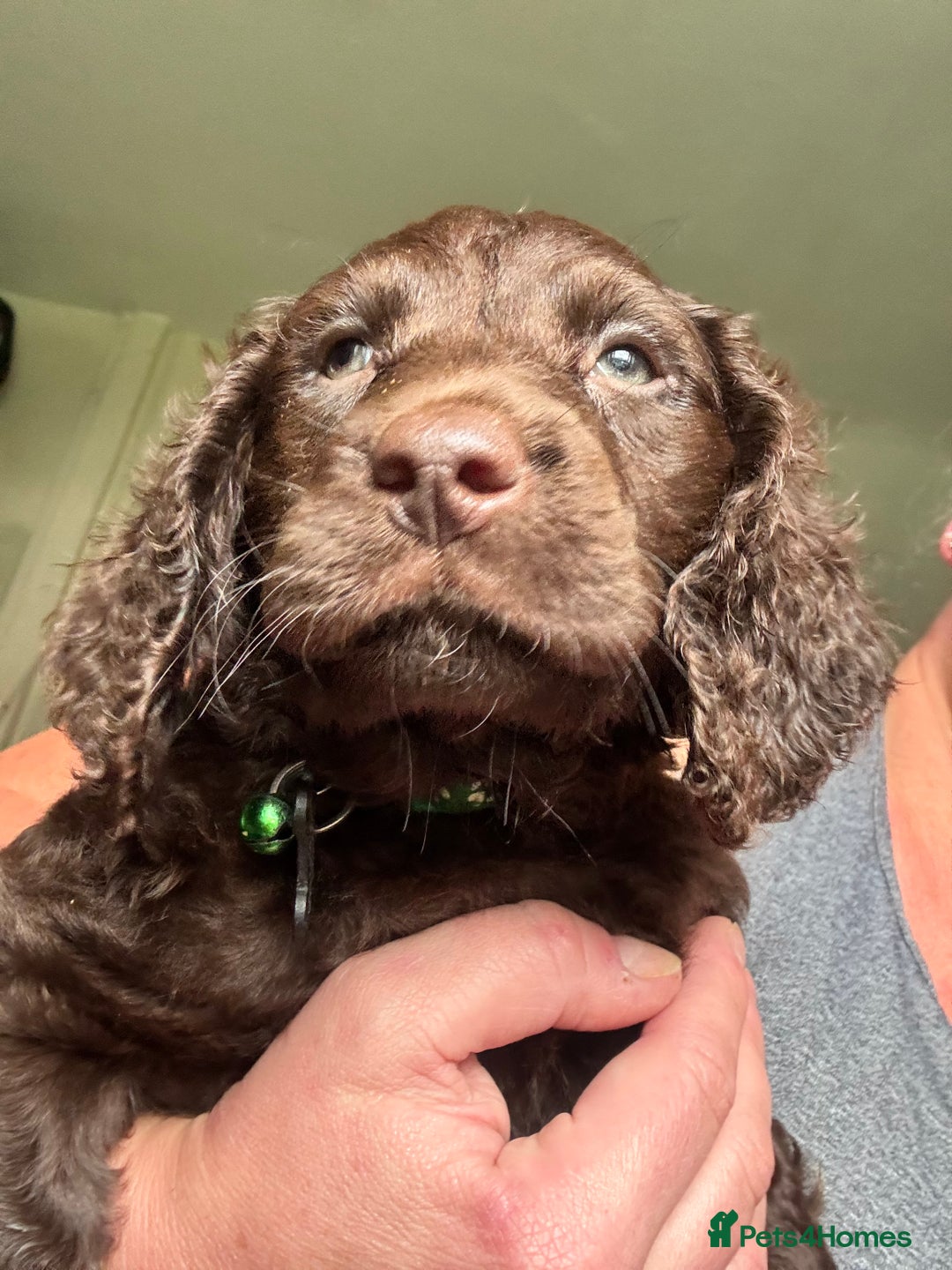 Cocker Spaniel dogs for sale: Cocker Spaniel pups. Ready 27/09/25 - Image 6