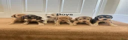 Cocker Spaniel dogs for sale: Beautiful show type cocker spaniel  in Doncaster - Advert 3