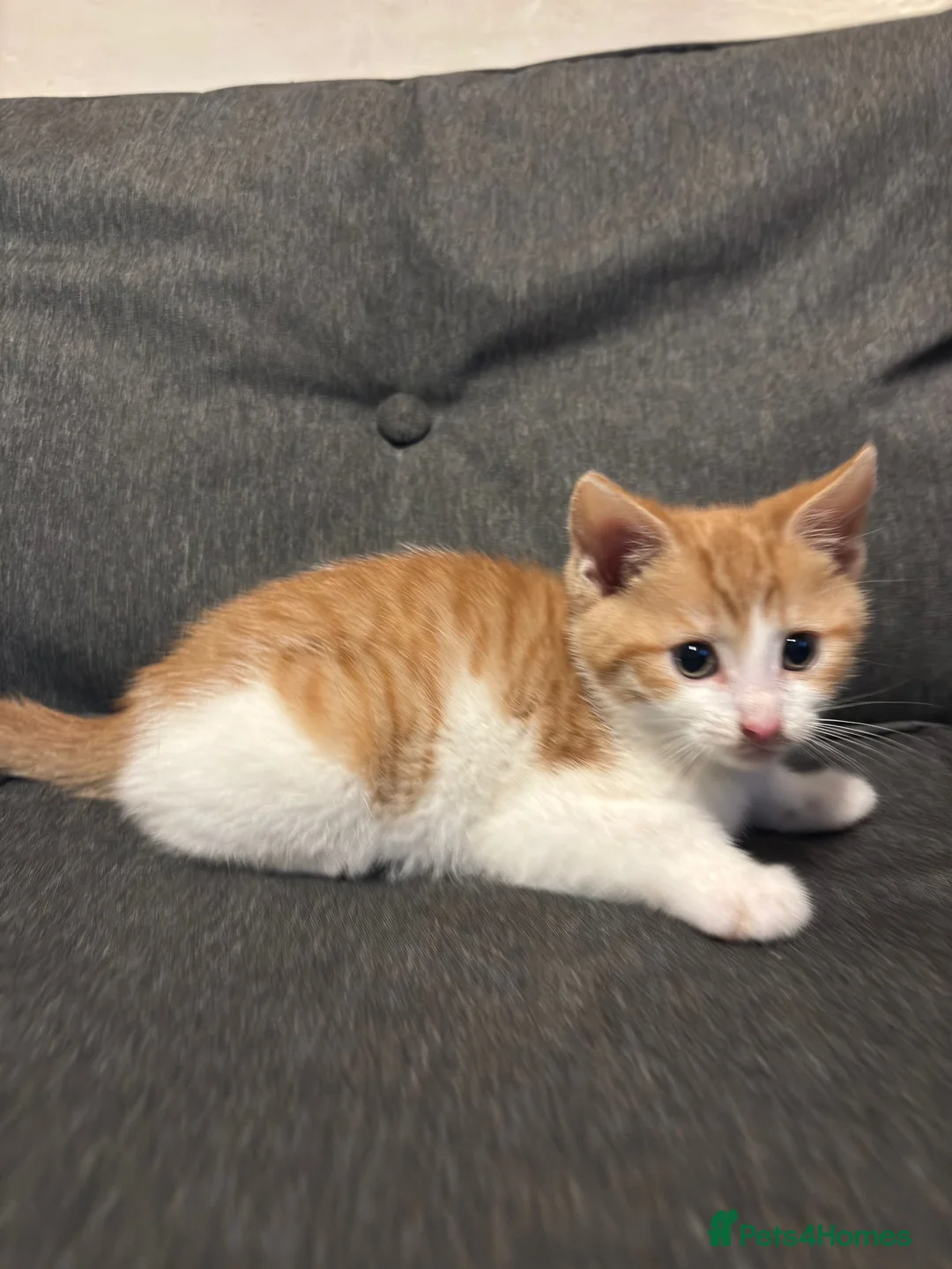 Mixed Breed cats for sale: 3 Gorgeous Mixed Kittens in Halifax - Advert 2