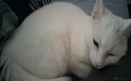 Turkish Angora cats for sale: 2 turkish Angoras for sale  - Image 1