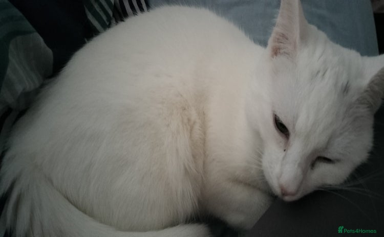 Turkish Angora cats - Advert 2