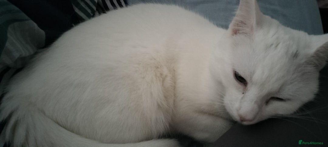 Turkish Angora cats for sale: 2 turkish Angoras for sale  - Image 1