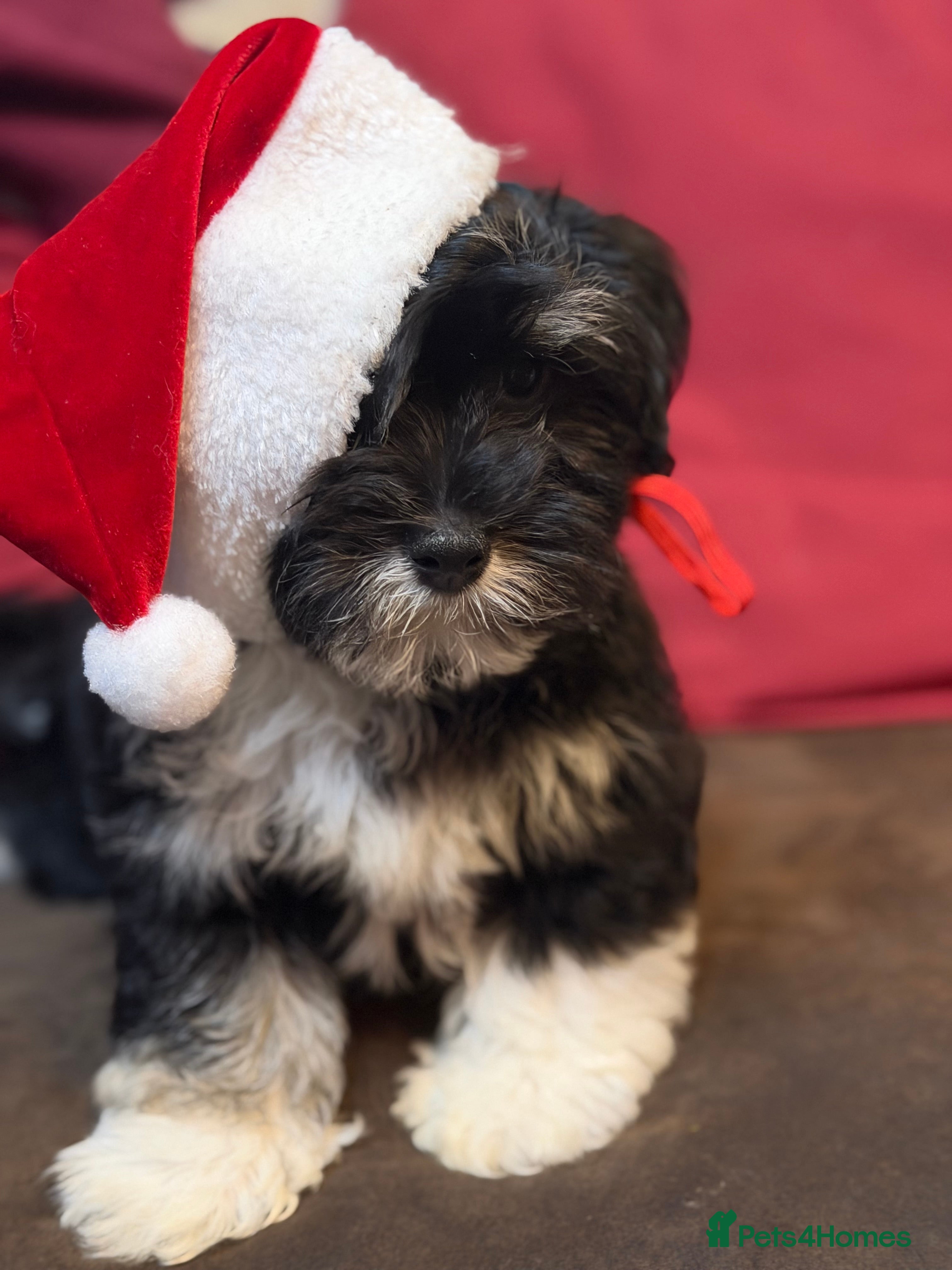 Havanese dogs Beautiful Havanese Puppies  - Advert 2