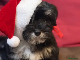 Havanese dogs ***Beautiful Havanese Puppies *** - Advert 5