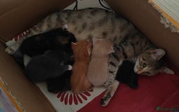 Mixed Breed cats for sale: 6 Gorgeous Kittens Looking for Forever Homes  - Image 3