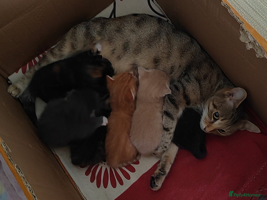 Mixed Breed cats for sale: 6 Gorgeous Kittens Looking for Forever Homes  - Image 3