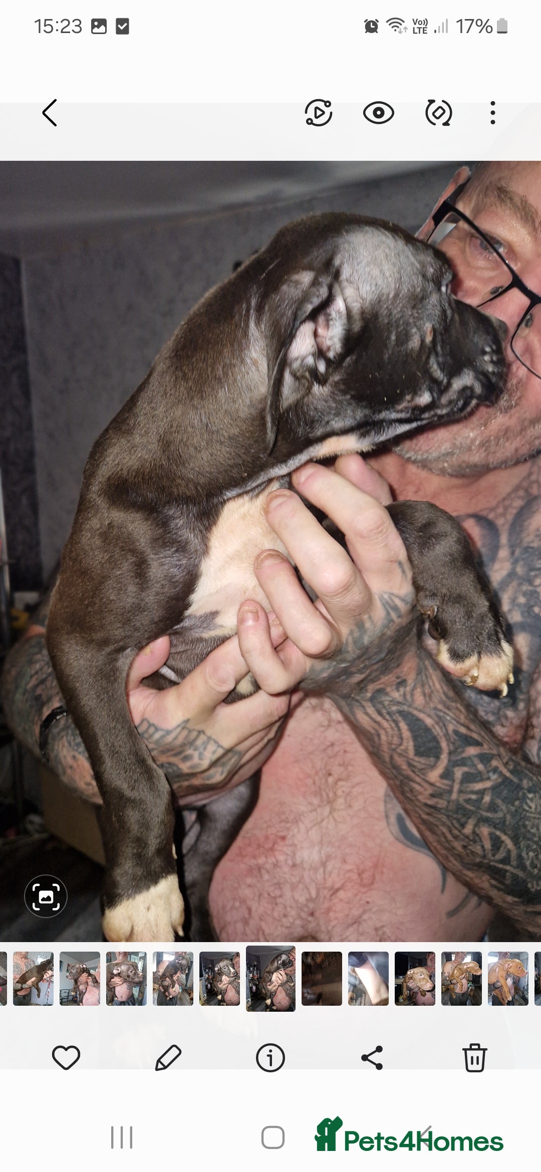 Mixed Breed dogs for sale: Presa/American Johnson bulldog - Image 24