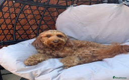 Irish Doodle dogs for stud: Gorgeous Deep Red Mini Irishdoodle for stud only in Totnes - Image 1
