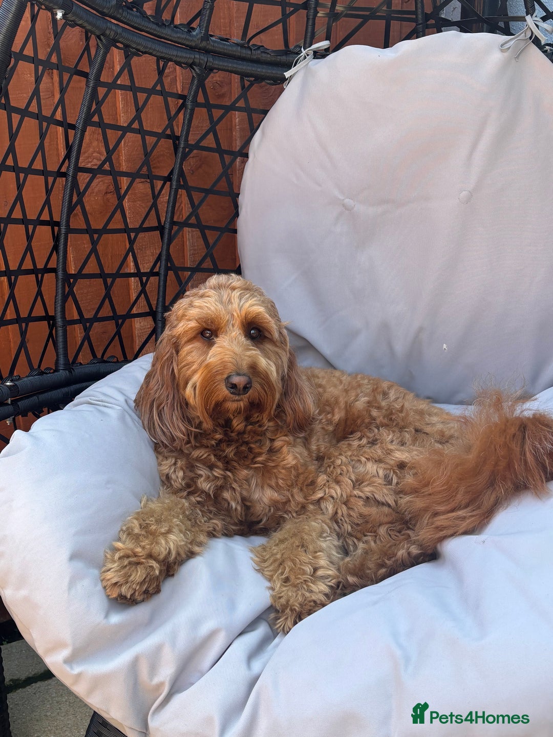Irish Doodle dogs for stud: Gorgeous Deep Red Mini Irishdoodle for stud only in Totnes - Image 1