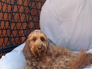 Irish Doodle dogs in Totnes - Advert 20