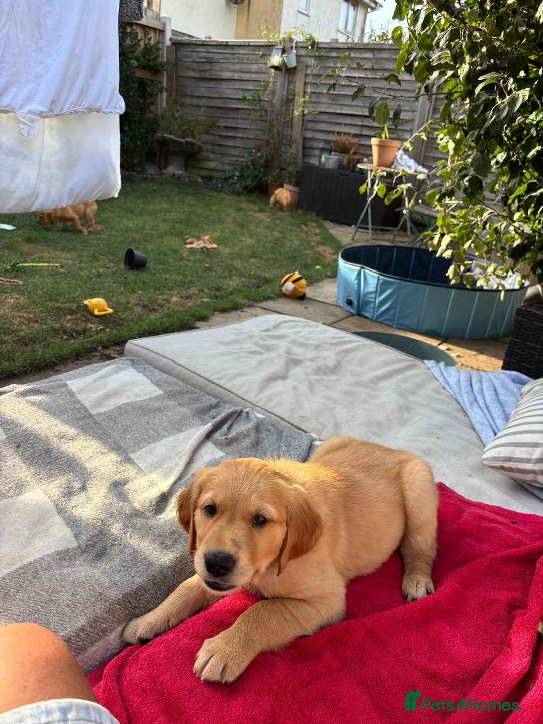 Golden Retriever dogs for sale: 🐾 Ready Soon!! KC Golden Retriever Male Puppies - Image 22