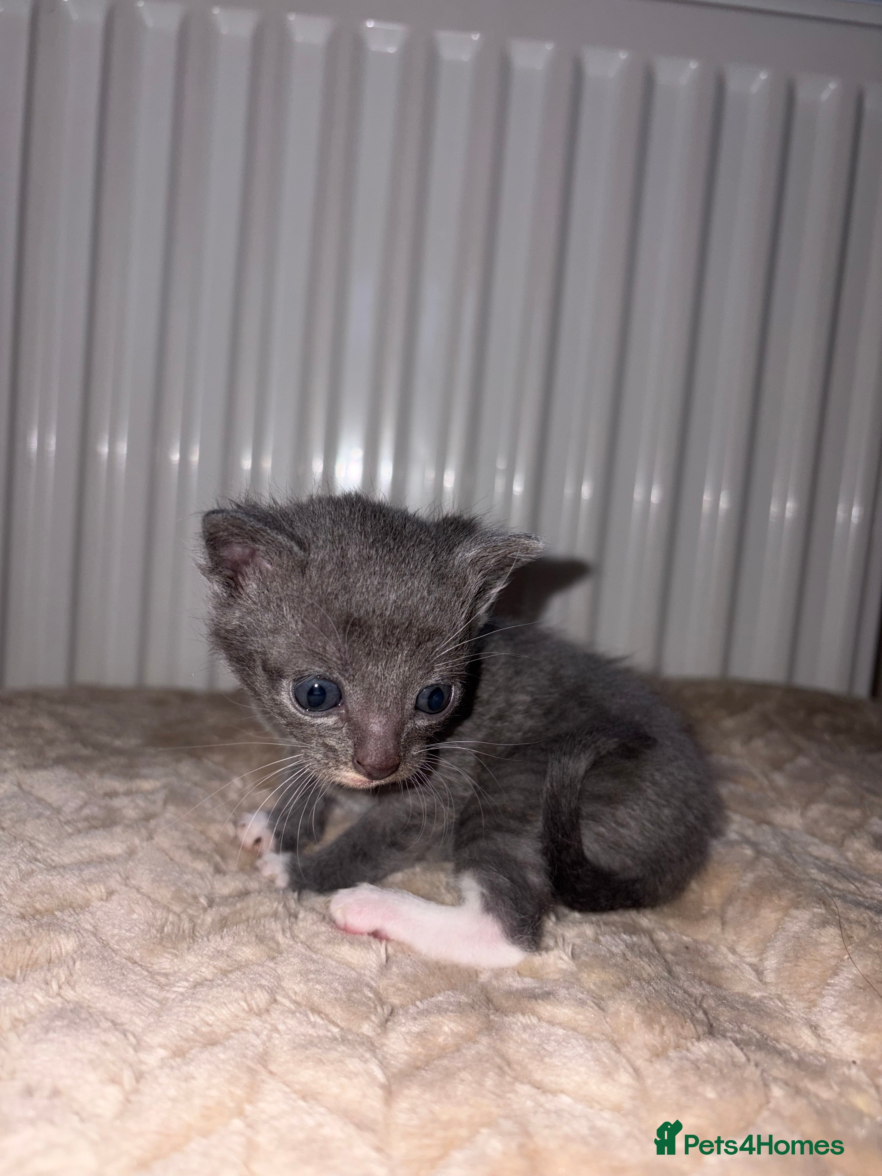 Khao Manee cats 4 mixed khaki manee kittens  - Advert 1