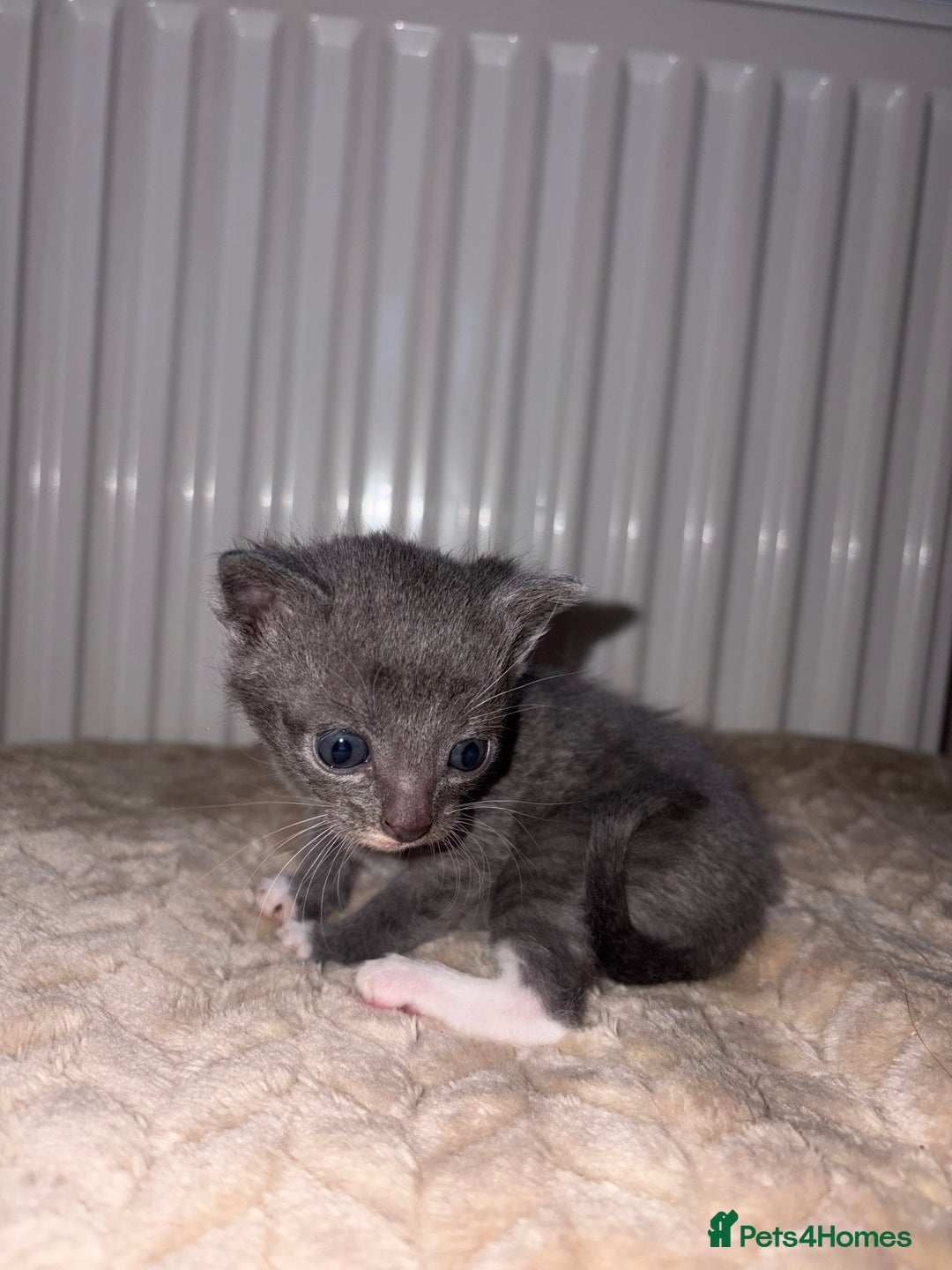 Khao Manee cats for sale: 4 mixed khao manee kittens  - Advert 1