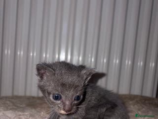 Khao Manee cats 4 mixed khao manee kittens - Advert 8