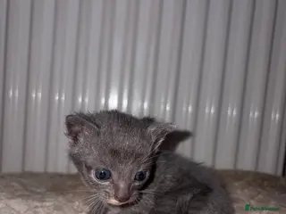 Khao Manee cats 4 mixed khao manee kittens - Advert 3