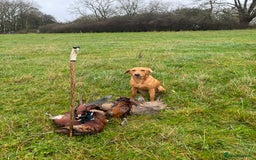 Labrador Retriever dogs for sale: KC Reg Health Tested Fox Reds Working Lines 4 Gen - Image 12