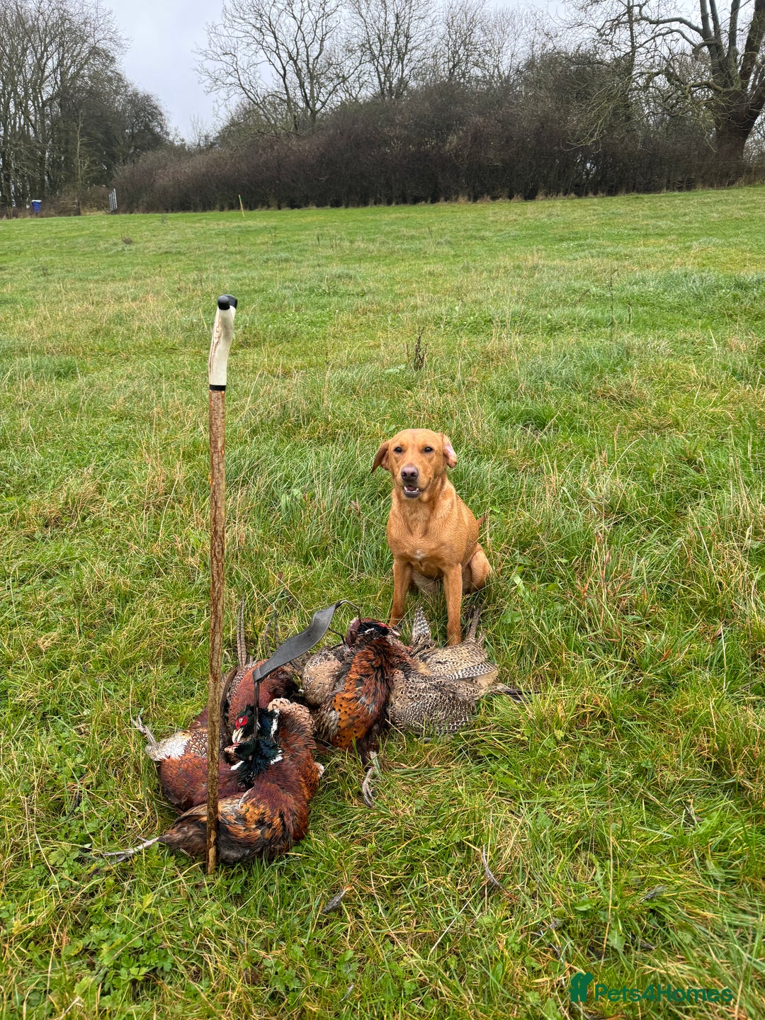 Labrador Retriever dogs for sale: KC Reg Health Tested Fox Reds Working Lines 4 Gen - Image 12