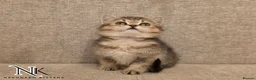 British Shorthair cats for sale: GCCF British Shorthair Babies Ready Soon 🐱 - Advert 15