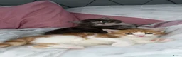 Mixed Breed cats for sale: Male cats to be rehomed, must be kept together - Advert 12