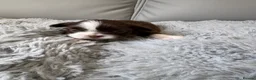 Shih Tzu dogs for sale: Stunning Shih Tzu puppies  in Wisbech - Advert 20