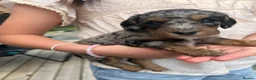 Cockapoo dogs for sale: Chocolate &Blue Merle, Tricolour & black cockapoos in Carlisle - Advert 3