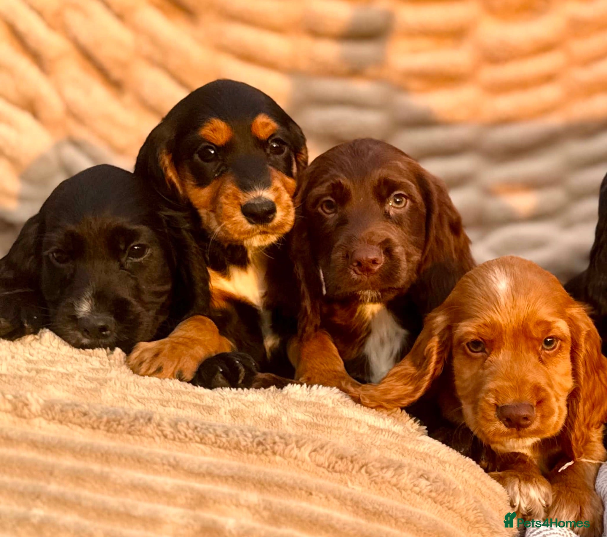 Cocker Spaniel dogs READY TO LEAVE! TOP KC WORKING COCKER PUPPIES - Advert 1