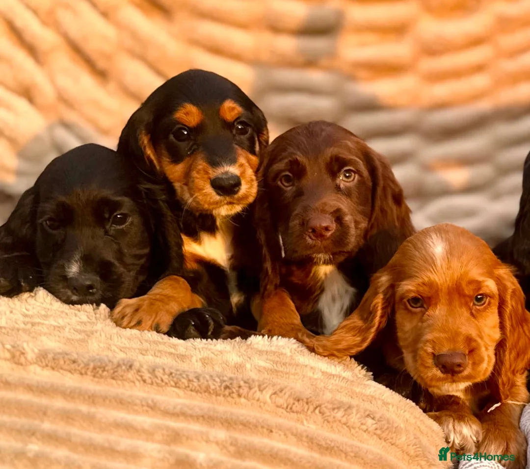 Cocker Spaniel dogs for sale: READY TO LEAVE! TOP KC WORKING COCKER PUPPIES in Ashbourne - Advert 1