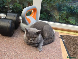 British Shorthair cats for sale: Hugo British shorthair - Advert 1