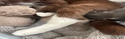 Mixed Breed cats for sale: 2 kittens for sale  in London - Advert 1