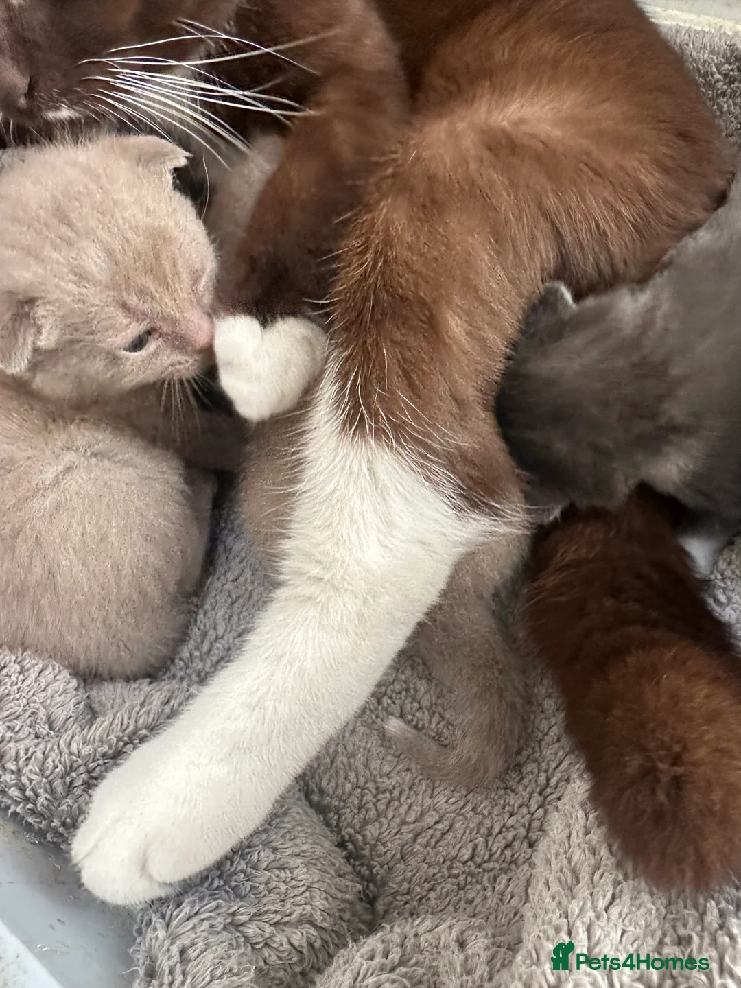 Mixed Breed cats for sale: 2 kittens for sale  in London - Advert 1