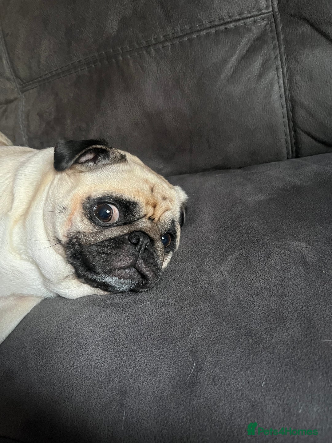 Pug dogs for sale: 2 boys 3 girls pugs for sale leeds  - Advert 7