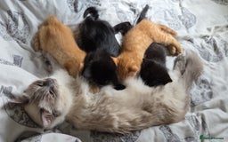 Ragdoll cats for sale: Ragdoll x tabby cat - Image 12