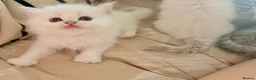 Mixed Breed cats for sale: Persian x bsh kittens  - Advert 6