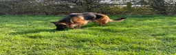 German Shepherd dogs for sale: Retired Bitch Looking For Loving Home - Advert 3