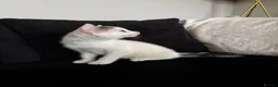 Domestic Shorthair cats for sale: domestic shorthair female  in Worksop - Advert 2