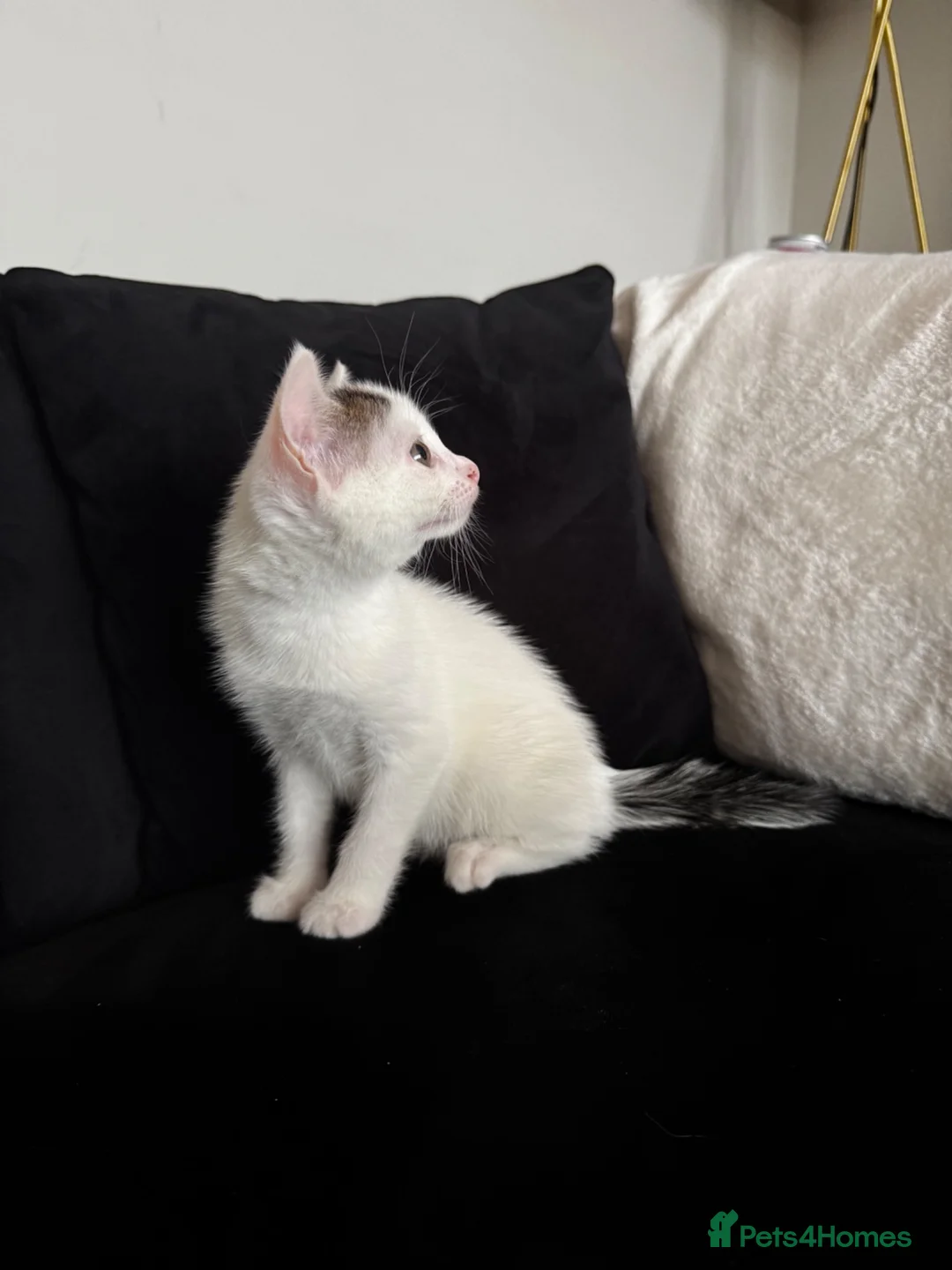 Domestic Shorthair cats for sale: domestic shorthair female  in Worksop - Advert 2