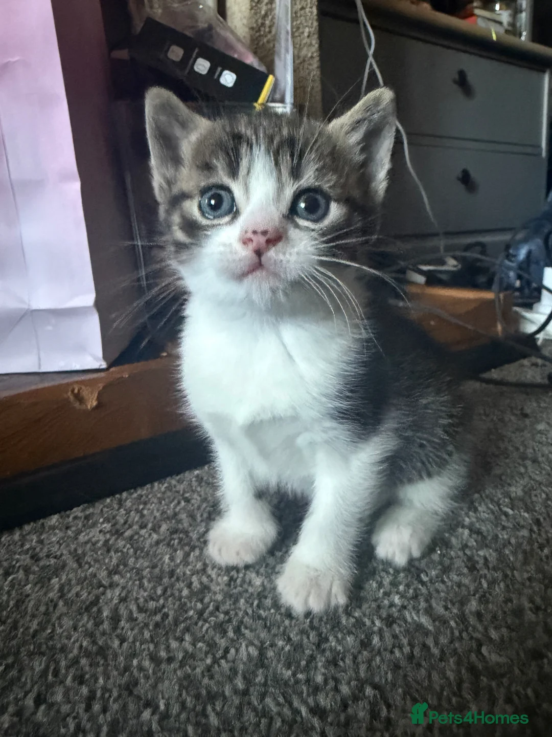 Mixed Breed cats for sale: 3 kittens - Advert 2