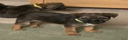 Border Terrier dogs for sale: Healthy Bundles of Border joy  - Advert 7