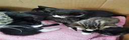 Mixed Breed cats for sale: Lovely Kittens  - Advert 8